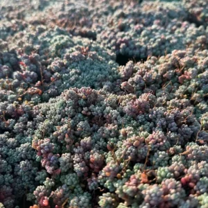 Sedum Dasyphyllum Minor Live Plant – Colorful Corsican Stonecrop Succulent - Image 1