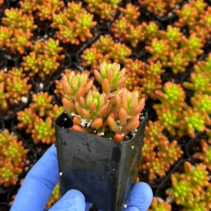 Sedum Jelly Bean Live Succulent Plant - 2 inch Pot - Easy Care - Image 2