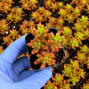 Sedum Jelly Bean Live Succulent Plant - 2 inch Pot - Easy Care - Image 3