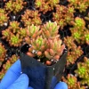 Sedum Jelly Bean Live Succulent Plant - 2 inch Pot - Easy Care - Image 1