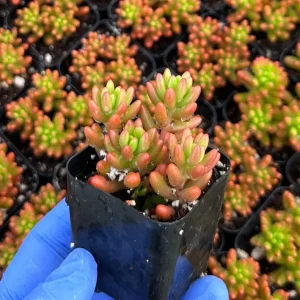 Sedum Jelly Bean Live Succulent Plant - 2 inch Pot - Easy Care - Image 1