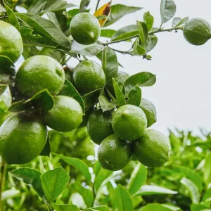 Seedless Lime Live Plant – 3 Ft Tall Lime Tree in 5 Gallon Pot – Indoor/Outdoor - Image 2