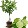 Seedless Lime Live Plant – 3 Ft Tall Lime Tree in 5 Gallon Pot – Indoor/Outdoor - Image 1