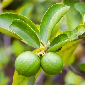 Seedless Lime Live Plant – 3 Ft Tall Lime Tree in 5 Gallon Pot – Indoor/Outdoor - Image 4