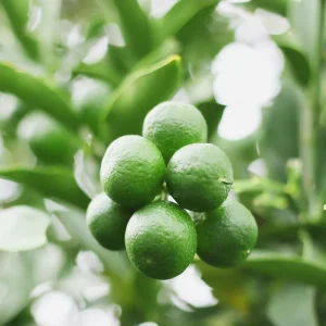 Seedless Lime Live Plant – 3 Ft Tall Lime Tree in 5 Gallon Pot – Indoor/Outdoor - Image 6