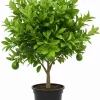 Seedless Lime Tree Live Plant - 3 Feet Tall, Potted Citrus Fruit Tree in 5 Gallon Pot - Image 1