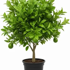 Seedless Lime Tree Live Plant - 3 Feet Tall, Potted Citrus Fruit Tree in 5 Gallon Pot - Image 1
