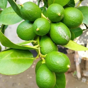 Seedless Lime Tree Live Plant - 3 Feet Tall, Potted in 5 Gallon Pot - Image 3