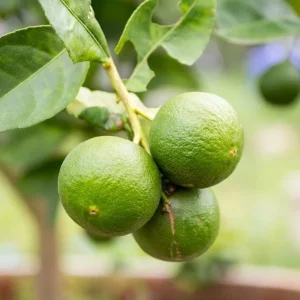 Seedless Lime Tree Live Plant - 3 Feet Tall, Potted in 5 Gallon Pot - Image 4