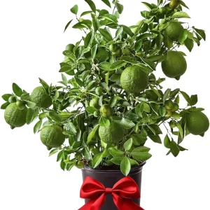 Seedless Lime Tree Live Plant – 3 ft Tall, 5 Gallon Pot – Outdoor Citrus for Zones 9-11 - Image 2