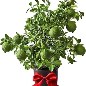 Seedless Lime Tree Live Plant – 3 ft Tall, 5 Gallon Pot – Outdoor Citrus for Zones 9-11 - Image 5