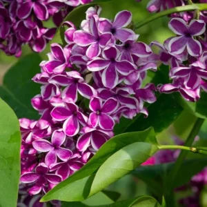 Sensation Lilac Live Plant, Fragrant Flower, 4 to 8 Inch Tall, Outdoor Shrub - Image 2