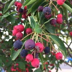 Serviceberry Live Plant - Quart Pot, 6-12 Inches Tall, Perennial Fruit Tree - Image 4