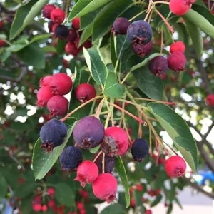 Serviceberry Live Plant - Quart Pot, 6-12 Inches Tall, Perennial Fruit Tree - Image 1