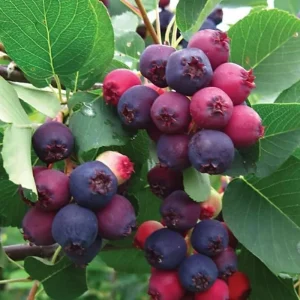 Serviceberry Tree - 12-18 Inch Live Plant, Quart Pot, Hardy Berry - Image 4