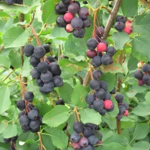 Serviceberry Tree Live Plant – 12-18 Inch Tall, Quart Pot, Hardy Berry - Image 5