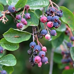 Serviceberry Tree Live Plant - 12-18 Inches, Well Rooted, Deciduous, Outdoor - Image 4