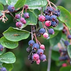 Serviceberry Tree Live Plant - 12-18 Inches, Well Rooted, Deciduous, Outdoor - Image 6