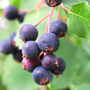 Serviceberry Tree Live Plant – 12 to 18 Inches – Well Rooted – Outdoor - Image 2