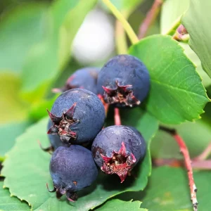 Serviceberry Tree Live Plant – 12 to 18 Inches – Well Rooted – Outdoor - Image 5