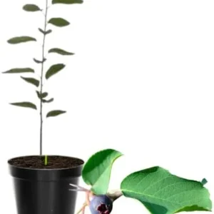 Serviceberry Tree Live Plant - Purple Fruit Tree, Quart Pot, 6-12 Inch, Outdoor - Image 3