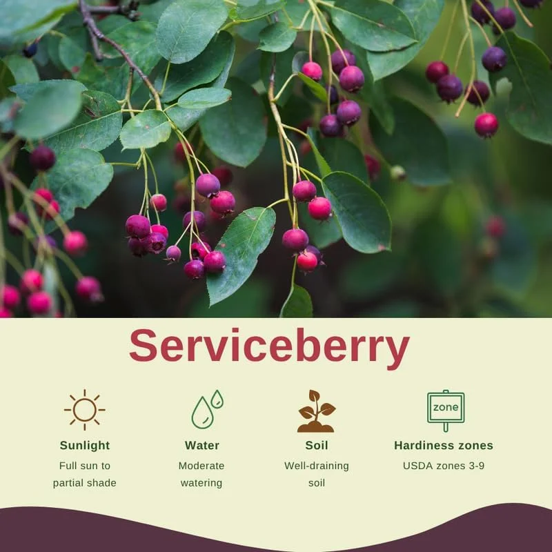 Serviceberry Tree Live Plant - Purple Fruit Tree, Quart Pot, 6-12 Inch, Outdoor - Image 4