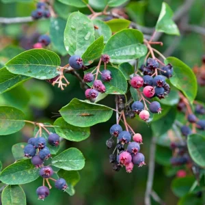 Serviceberry Tree Live Plant - Purple Fruit Tree, Quart Pot, 6-12 Inch, Outdoor - Image 6