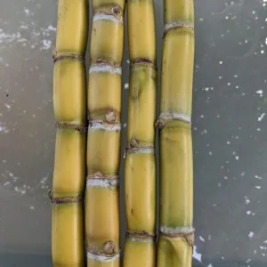Set of 10 Sugarcane Plant Cuttings – Saccharum Officinarum – 12-24