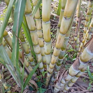 Set of 10 Sugarcane Plant Cuttings – Saccharum Officinarum – 12-24