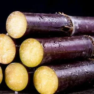 Set of 10 Sugarcane Plant Cuttings – Saccharum Officinarum – 12-24