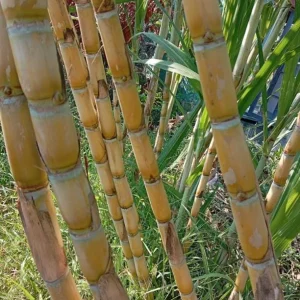 Set of 10 Sugarcane Plant Cuttings – Saccharum Officinarum – 12-24