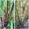 Set of 10 Sugarcane Plant Cuttings – Saccharum Officinarum – 12-24" Long, Unrooted - Image 1