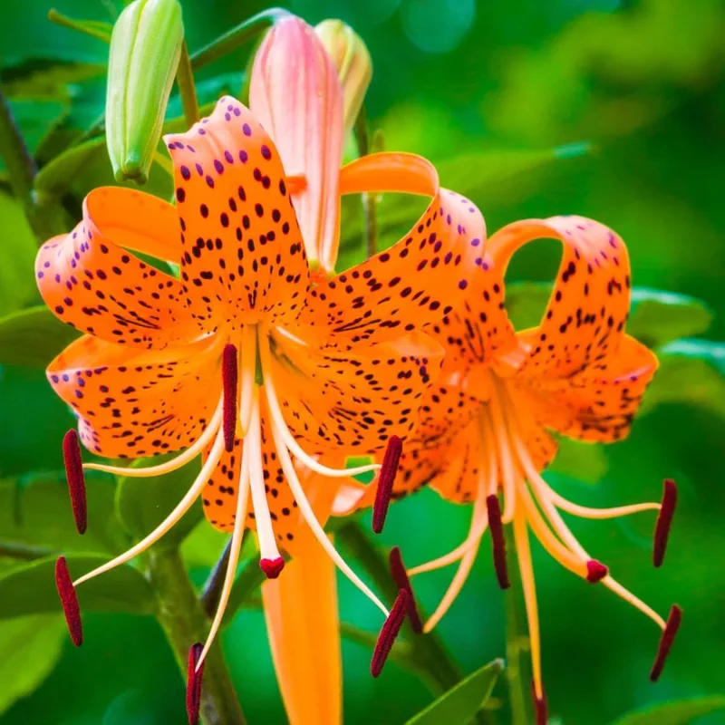 Set of 10 Tiger Lily Bulbs for Planting - Perennial Flower Bulbs, Easy to Grow, Orange - Image 2