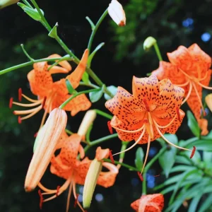 Set of 10 Tiger Lily Bulbs for Planting - Perennial Flower Bulbs, Easy to Grow, Orange - Image 3