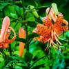 Set of 10 Tiger Lily Bulbs for Planting - Perennial Flower Bulbs, Easy to Grow, Orange - Image 1