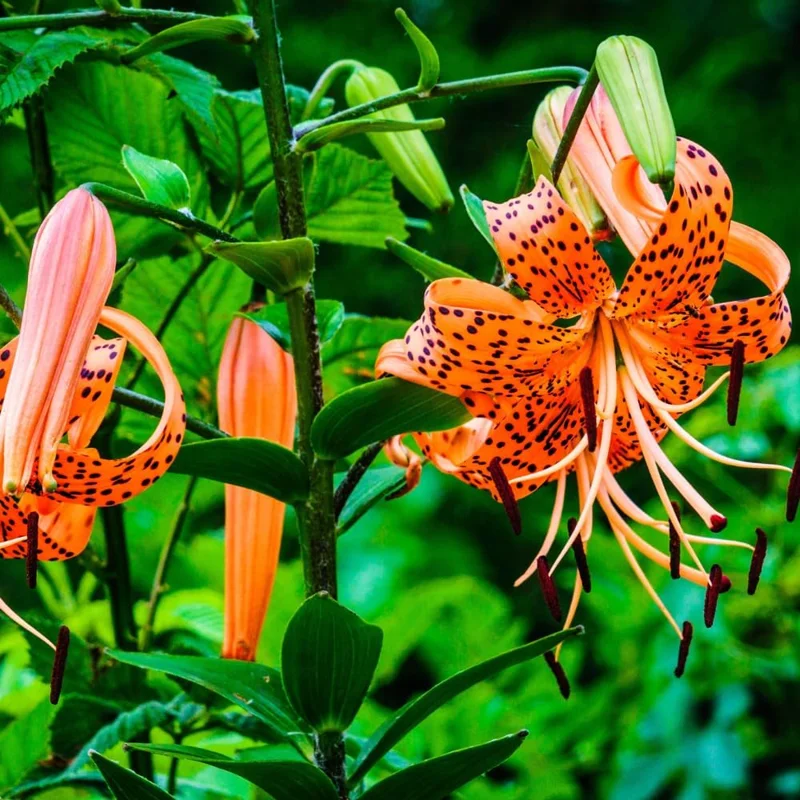 Set of 10 Tiger Lily Bulbs for Planting - Perennial Flower Bulbs, Easy to Grow, Orange - Image 1