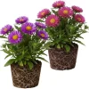 Set of 2 Aster Live Plants, Multicolor Perennial, 5-7" Tall, Indoor/Outdoor - Image 1
