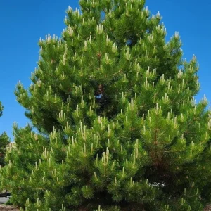 Set of 2 Austrian Pine Live Plants, Evergreen, 4-6 Inch Tall, 4 Inch Pot, Indoor/Outdoor - Image 2