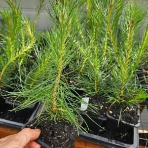 Set of 2 Austrian Pine Live Plants, Evergreen, 4-6 Inch Tall, 4 Inch Pot, Indoor/Outdoor - Image 3
