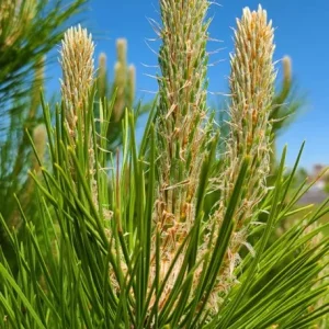 Set of 2 Austrian Pine Live Plants, Evergreen, 4-6 Inch Tall, 4 Inch Pot, Indoor/Outdoor - Image 5