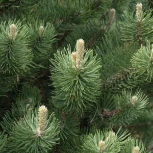 Set of 2 Austrian Pine Live Plants, Evergreen, 4-6 Inch Tall, 4 Inch Pot, Indoor/Outdoor - Image 6