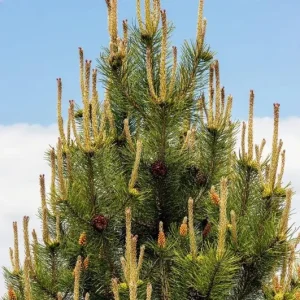 Set of 2 Austrian Pine Live Plants, Evergreen, 4-6 Inch Tall, 4 Inch Pot, Indoor/Outdoor - Image 7