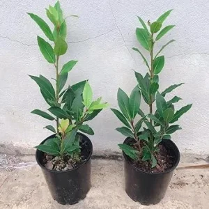 Set of 2 Bay Leaf Live Plants, Laurus Nobilis Sweet Bay Tree Laurel, 4-8 Inch Tall - Image 4