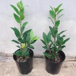 Set of 2 Bay Leaf Live Plants, Laurus Nobilis Sweet Bay Tree Laurel, 4-8 Inch Tall - Image 5