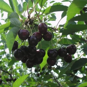 Set of 2 Black Cherry Live Fruit Trees, Bare Root, 3-4 Ft Tall, Sweet Cherry - Image 2