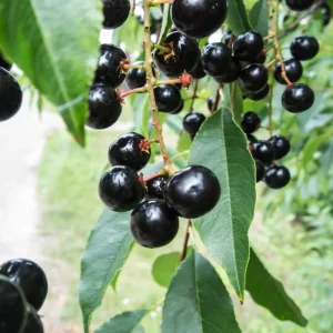 Set of 2 Black Cherry Live Fruit Trees, Bare Root, 3-4 Ft Tall, Sweet Cherry - Image 3