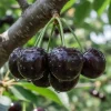 Set of 2 Black Cherry Live Fruit Trees, Bare Root, 3-4 Ft Tall, Sweet Cherry - Image 1