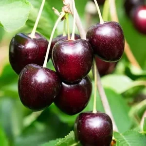 Set of 2 Black Cherry Trees Live, 3-4 Ft Tall, Bare Root, 2 Years Old, Hardy, Full Sun - Image 7