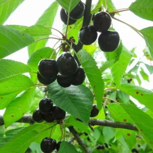 Set of 2 Black Cherry Trees - Live Bare Root Plants, 12-15 Inches Tall, Cold Hardy Perennial Fruit Tree, Outdoor - Image 6