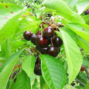 Set of 2 Black Cherry Trees - Live Bare Root Plants, 12-15 Inches Tall, Cold Hardy Perennial Fruit Tree, Outdoor - Image 7